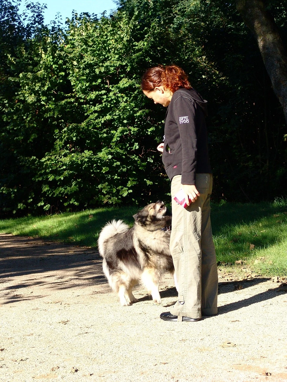 Un éducateur canin pratiquant un exercice d'éducation canine en plein air sur un chemin avec un eurasier