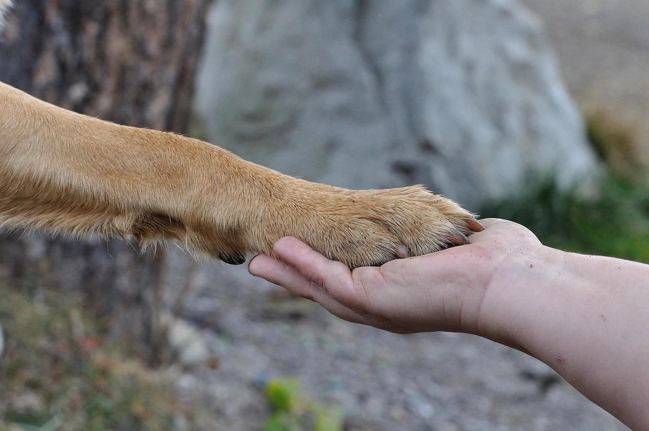 Une patte de chien posée sur une main d'humain, pour signifier la complémentarité nécessaire à l'éducation canine